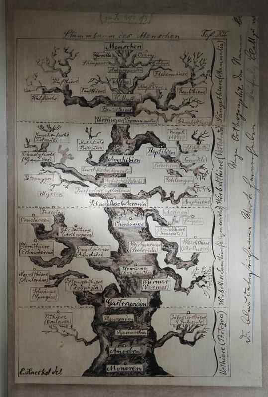 Facsimile from the "tree of man" by the zoologist Ernst Haeckel.