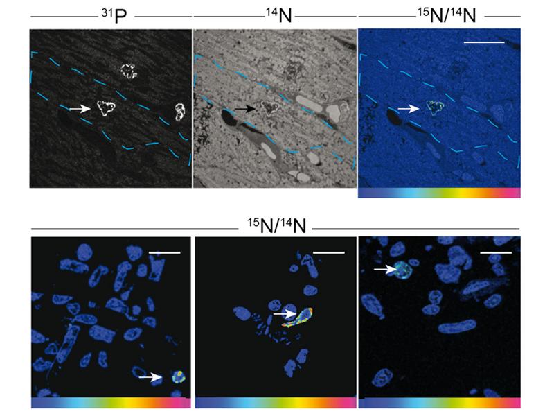 Zellzyklusaktiviät von Herzmuskelzellen detektiert durch die Inkorporation von stabilen Isotopen (15N Thymidin). (adaptiert aus Alkass et al. 2015, Cell). 