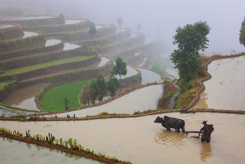 Asian farmer working with his buffalo on terraced rice field in china: agriculture is one of the many human influences that has shaped Earth’s history-