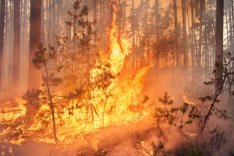 Von Menschenhand gelegte Feuer haben eine nachhaltige Rolle bei der Veränderung des Ökosystems der Erde geführt