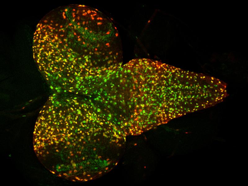 Die Abbildung zeigt das isolierte Nervensystem einer Drosophila Larve. Farblich markiert sind die Kerne jener Zellen, die das untersuchte Enzym produzieren.