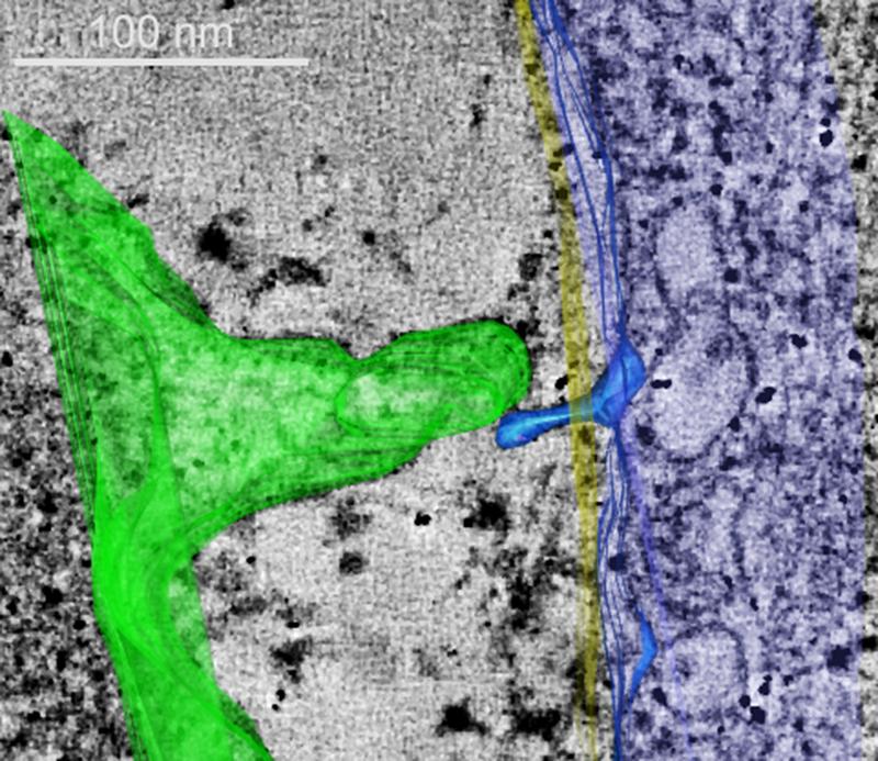 Wenige Nanometer breite Tunnel verbinden Muskel- und Nicht-Muskelzellen im Herzen. (Grün: Bindegewebszelle, Blau: Muskelzelle)