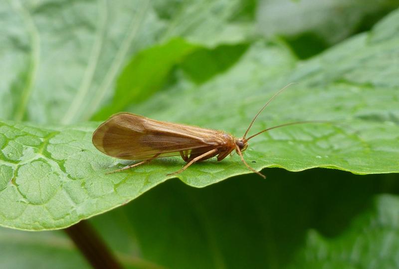 Eine der Arten, deren Einordnung in den Stammbaum des Lebens mit der neuen Herangehensweise erfolgte - Drusus discolor aus der Ordnung Köcherfliege (Trichoptera)