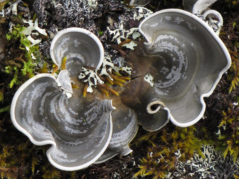 Die robuste Cora elephas kommt ausschließlich auf Gestein im Paramo von Sumapaz nahe Bogotá in Kolumbien vor, dem größten Paramo der Welt mit etwa 1800 km².