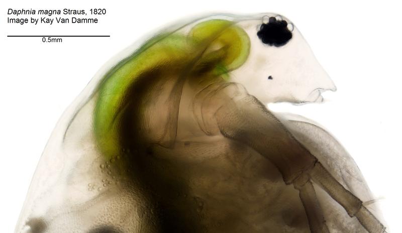 Die Subgattung Daphnia (Ctenodaphnia) gibt es seit etwa 145 Millionen Jahren. 