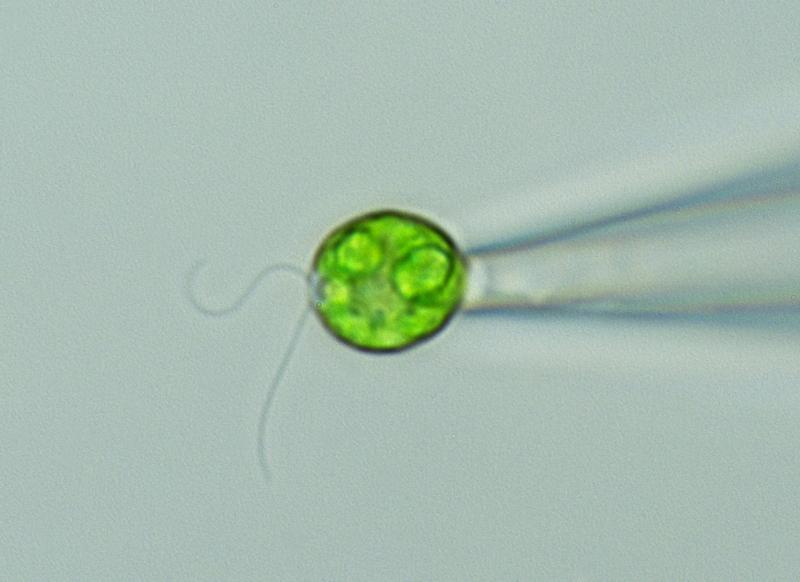 Grünalge an der Spitze einer Mikropipette. Ihre Geißeln schlagen in einer Art Brustschwimmbewegung. 
