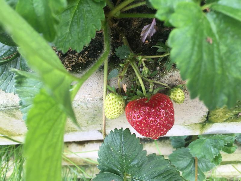 Vertical Gardening: Erdbeeren, die in der UMSICHT-Pilotwand gewachsen sind. 