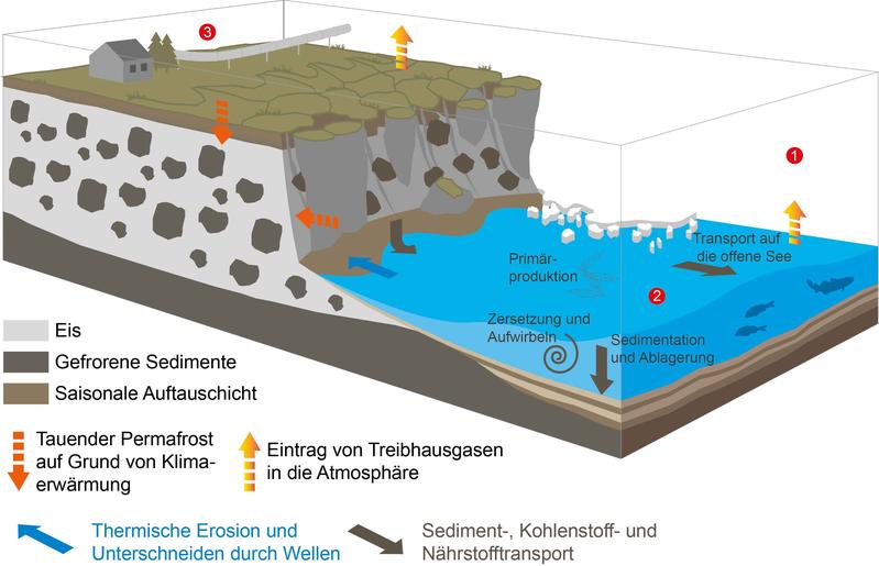 Grafische Darstellung der Küstenerosion und ihrer biogeochemischen Folgen für die Flachwasserzone.