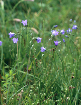 Rückgang von Pflanzenarten wie der Rundblättrigen Glockenblume kann das Aussterben einer Reihe von Tierarten nach sich ziehen. 