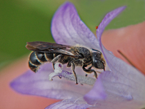 Besonders gefährdet durch diesen Domino-Effekt sind Tierarten, wie die Glockenblumen-Scherenbiene, die nur mit wenigen Pflanzenarten interagieren. 