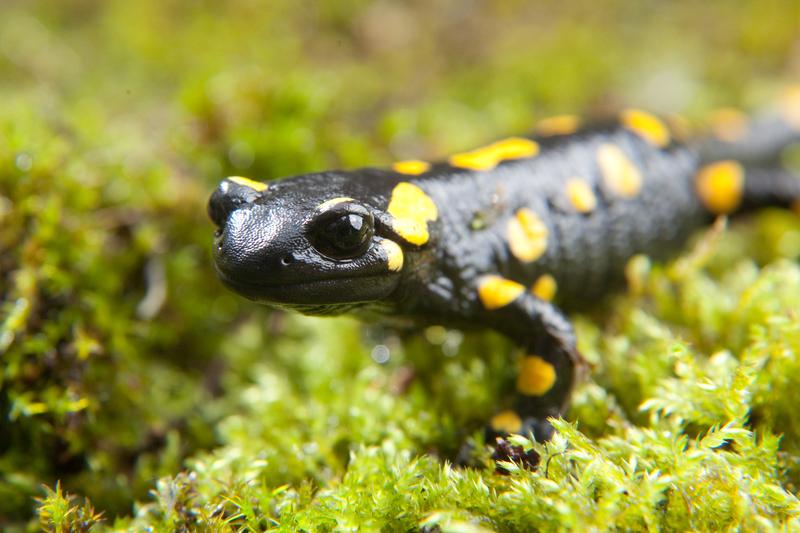 Nicht nur die Amphibien selbst, sondern auch ihr Kurzzeitgedächtnis überdauert durch die Winterstarre die kalten Monate.