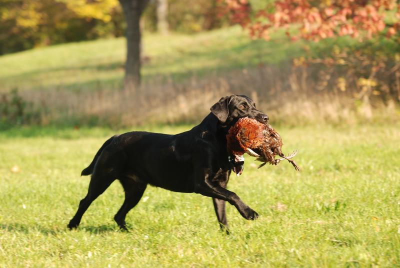 Training of hunting dogs like the retriever should be done with adjusted weights to avoid damage of joints or tendons.