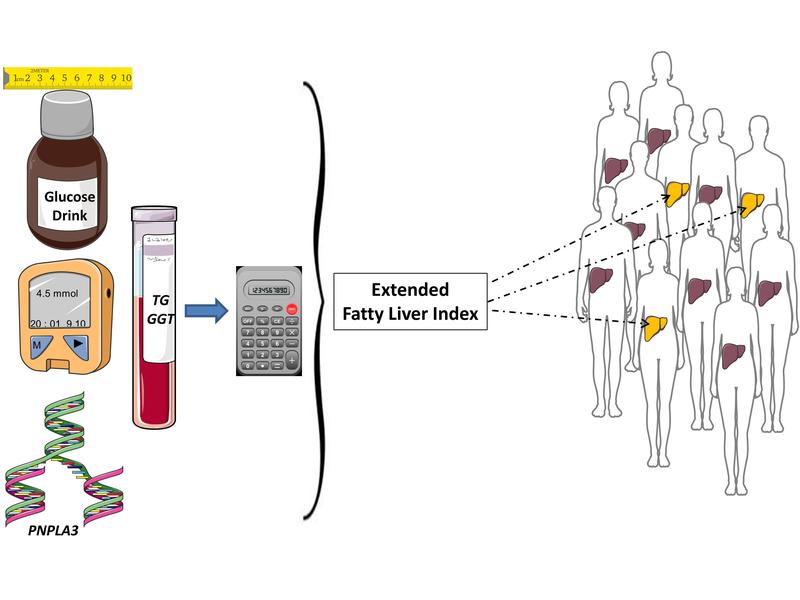 Extended Fatty-Liver-Index.