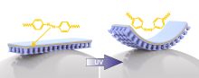 The new composite material consists of two substances: an adhesive material (blue) and an elastic LCE (liquid crystal elastomer) plastic (yellow).