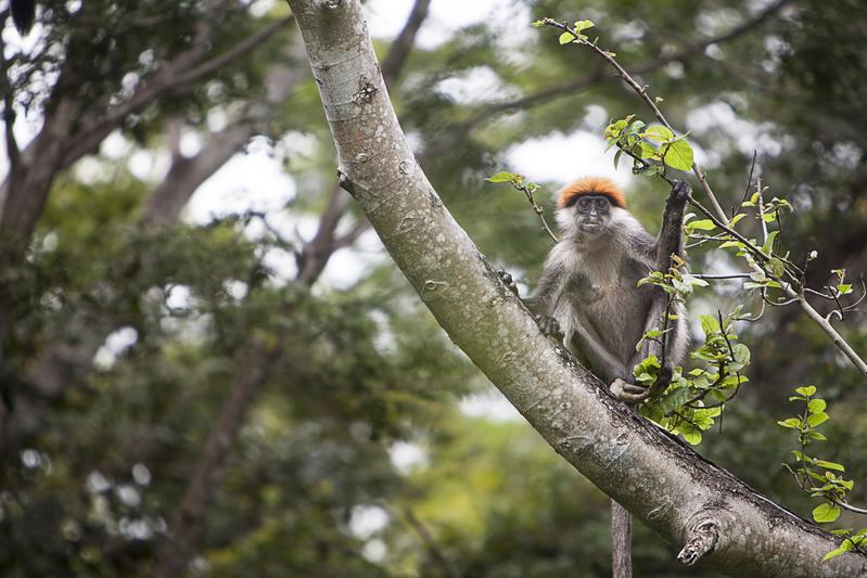 Red colobus