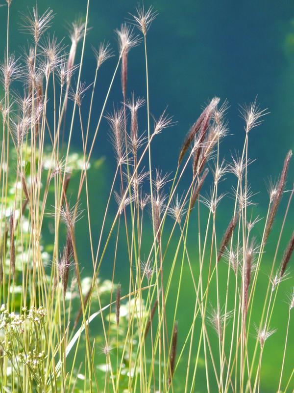 Hordeum comosum: Ein Beispiel für eine wilde Gerstenart, in welcher Sequenzen artfremder DNA aus der Unterfamilien der Panicoideae nachgewiesen werden konnte. 