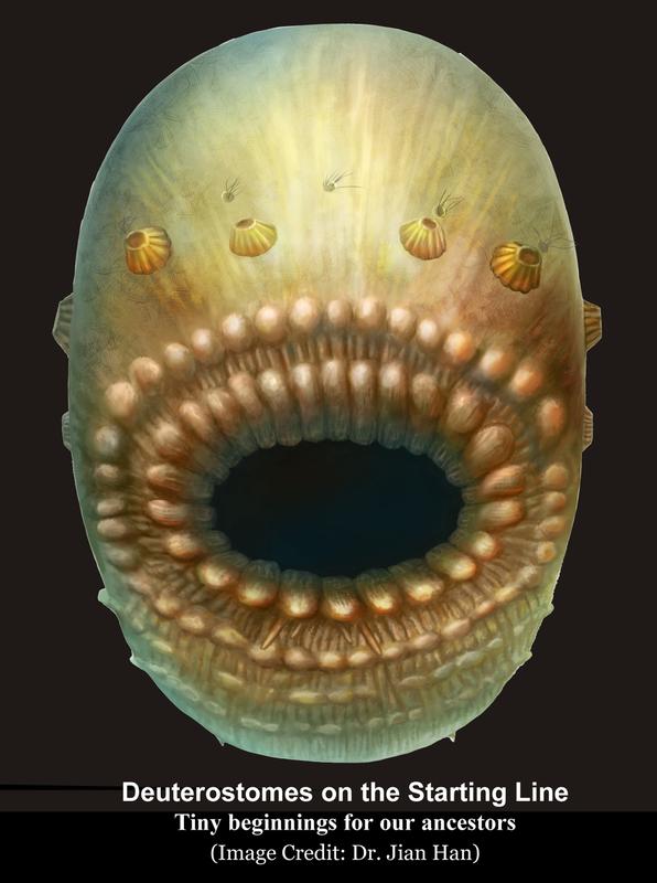 Eine Rekonstruktion des Saccorhytus coronarius in der Ventralansicht.