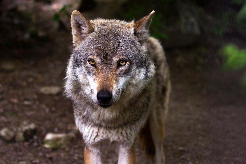 Der Wolf (Canis lupus) gehört zu den obersten 25% an Raubtierarten, die weltweit am stärksten durch Straßen betroffen sind.