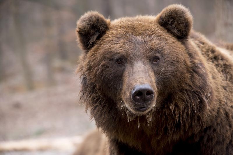 The current protection status of the brown bear (Ursus arctos) should be reconsidered, the study authors say.