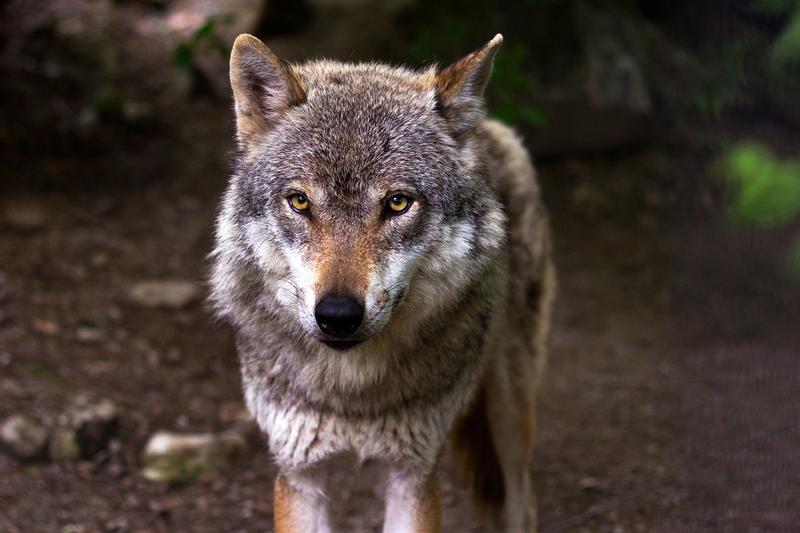 The wolf (Canis lupus) is among the top 25% of species most exposed to roads worldwide.