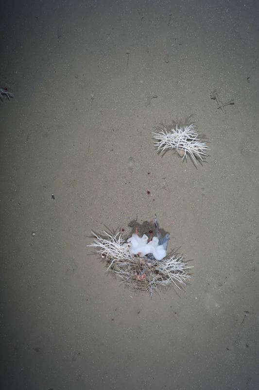 Plastikfetzen, der sich in einem Schwamm (Cladorhiza cf. gelida) verfangen hat und mit Anemonen (Amphianthus sp.) besiedelt ist.