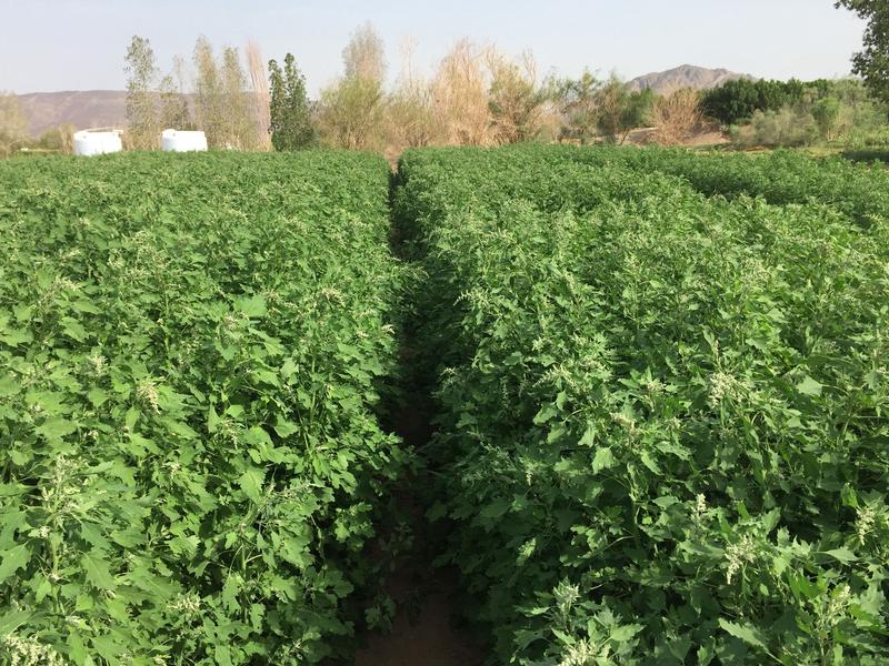 Wissenschaftlerinnen und Wissenschaftler der King Abdullah University (Saudi Arabien) erforschen gemeinsam mit internationalen Partnern u.a. von der Kieler Universität die Kulturpflanze Quinoa.