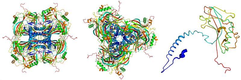 Struktur der Bausteine des Viruskokons (links und Mitte) sowie des Einzelproteins Granulin (rechts), berechnet aus der Röntgenstrukturanalyse.