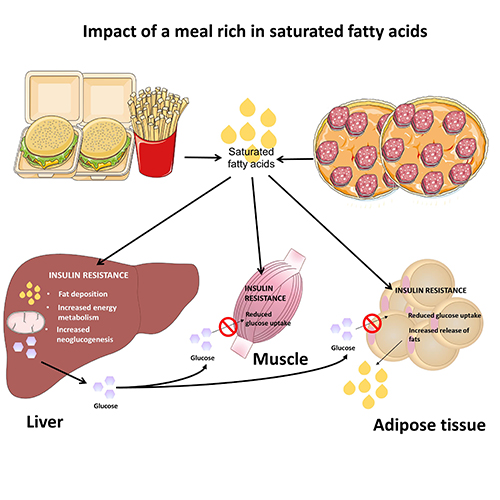 Figure on the impact of saturated fatty acids on the liver, muscles and fatty tissue. 