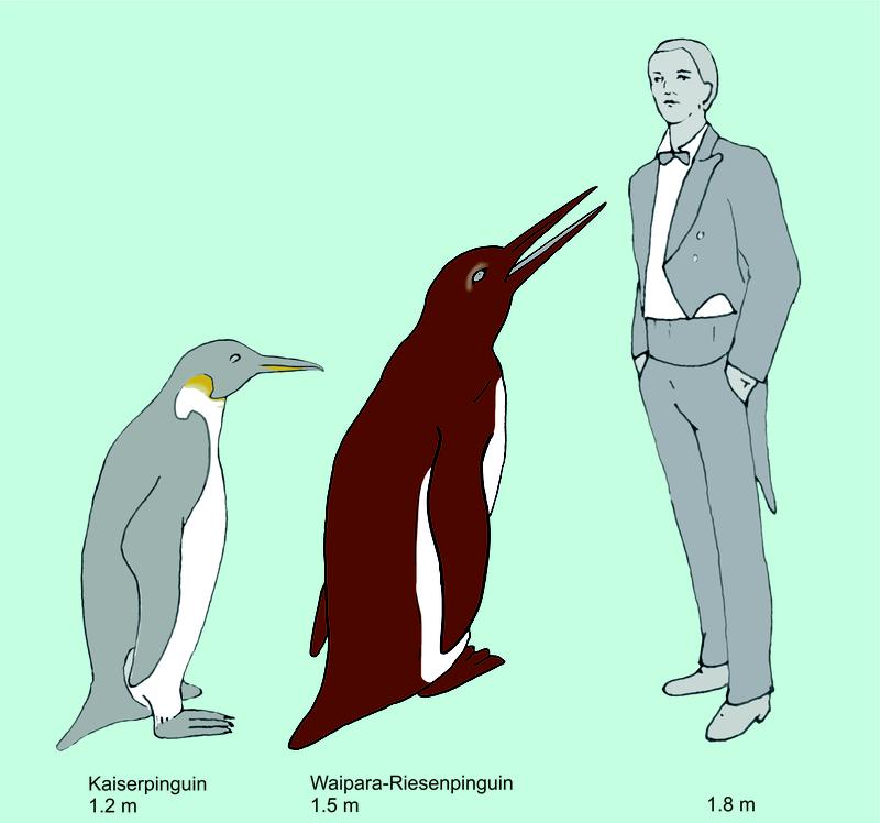 Der Waipara-Riesenpinguin im Größenvergleich zu einem Kaiserpinguin (dem größten lebenden Pinguin) und einem Menschen. 