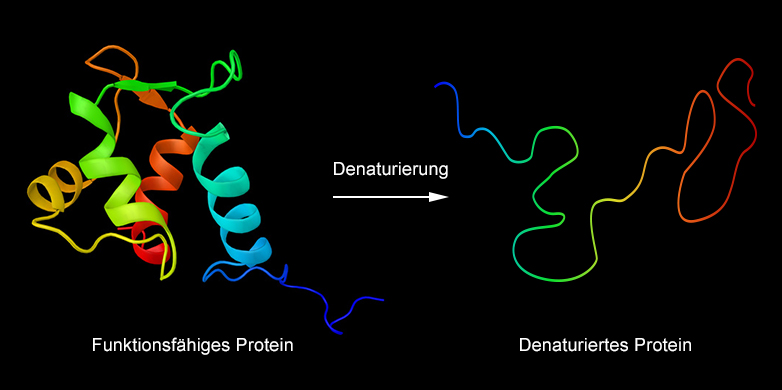 Bei hohen Temperaturen denaturieren Proteine. Sie verlieren dabei ihre Form. 