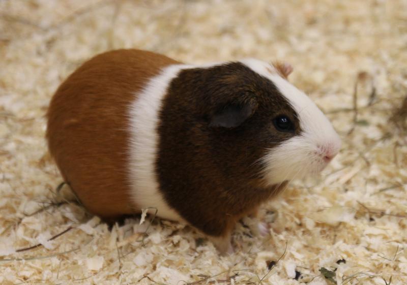 Meerschweinchen 