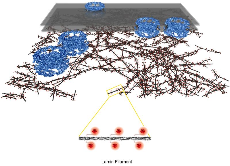 Nuclear lamina: architecture of delicate meshwork made of lamin filaments (filament rod in dark grey, globular domains in red) beneath nuclear membrane (transparent grey) and pore complexes (blue).