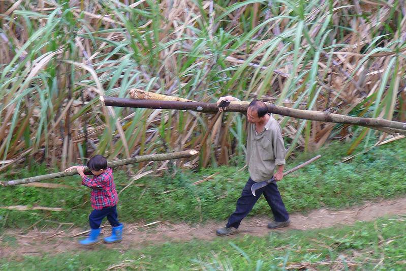 Vater und Sohn in einem chinesischen Dorf im Landkreis Tianlin (China) tragen Feuerholz aus dem angrenzenden Wald zusammen. 