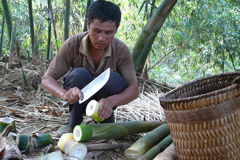 Ein Farmer im Landkreis Tianlin (China) bearbeitet frisch geerntete Bambus-Sprossen.