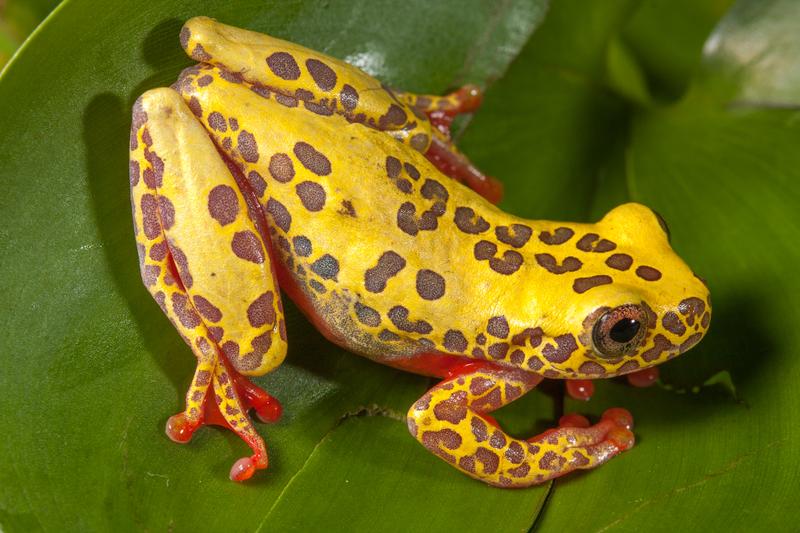 Typisch für die „Clownfrösche“: die bunte Färbung, wie hier bei Dendropsophus reticulatus.