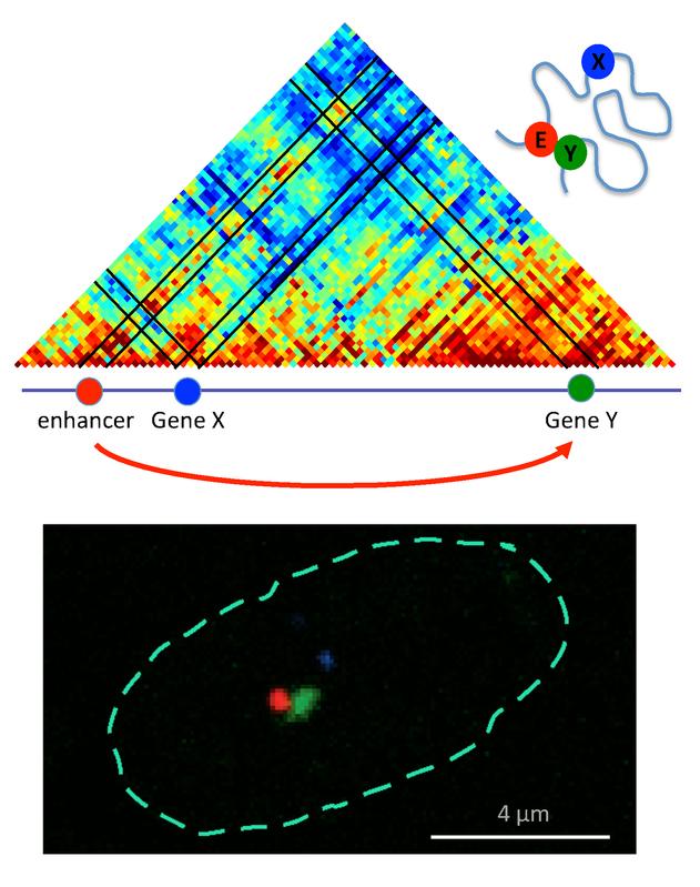 Lagebeziehungen zwischen Gen und Genschalter. Oben: Die Farben im Diagramm sind rötlicher, desto näher sich die Sequenzen sind. Der Genschalter (Enhancer, E) befindet sich nah an Gen Y, nicht Gen X.