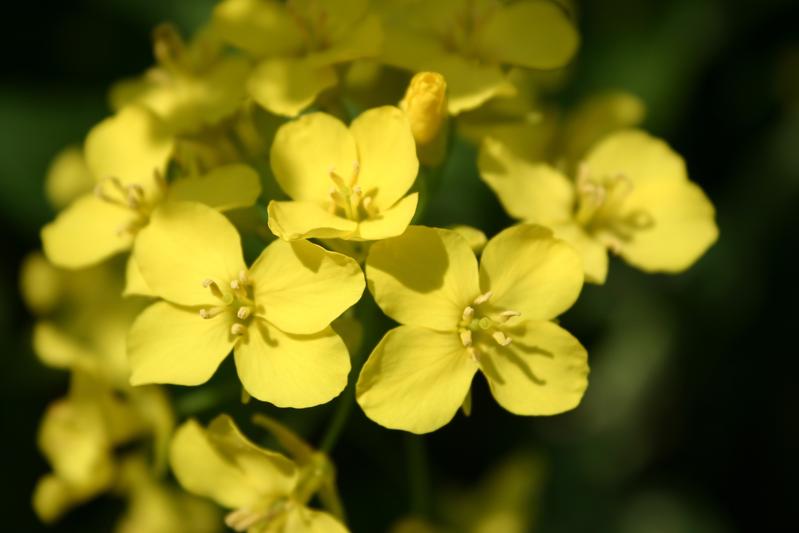 Rapsblüten