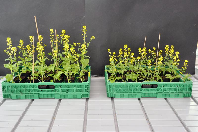 Flies and bees act like plant cultivators