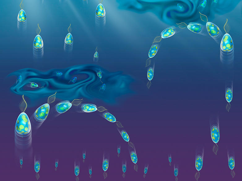 Nimmt aufwärts schwimmendes Plankton Signale von Turbulenzen wahr, teil sich die Population: Abwärts schwimmende Zellen werden eiförmig, aufwärts schwimmende eher birnenförmig.