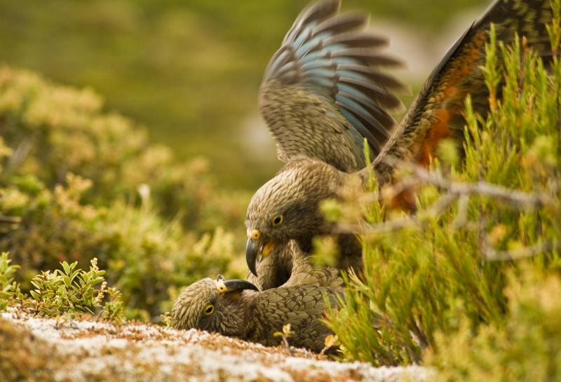 Specific calls of playing keas trigger playful emotions in other, non-playing birds, just as laughter does for us.