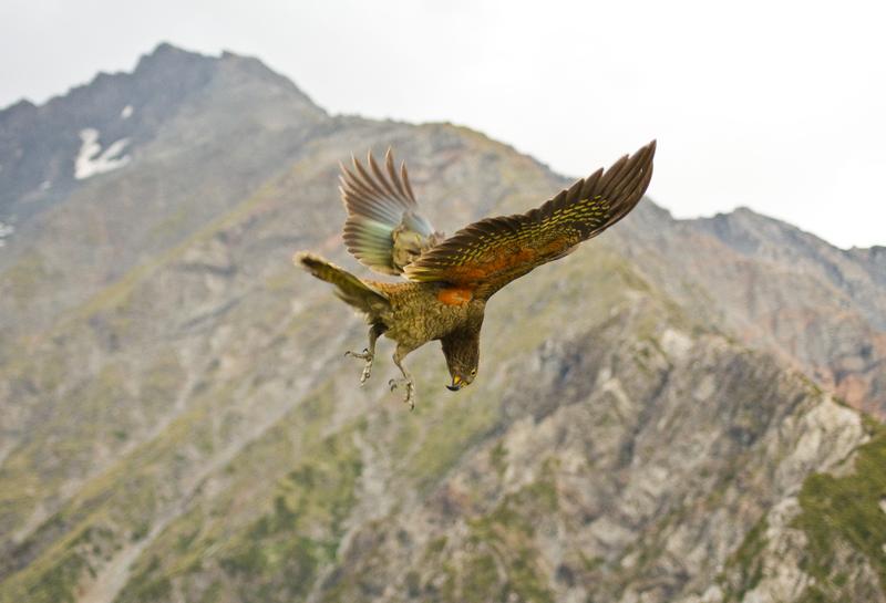 The play calls of the kea are no invitation but a trigger to start playing alone or with other non-playing birds.