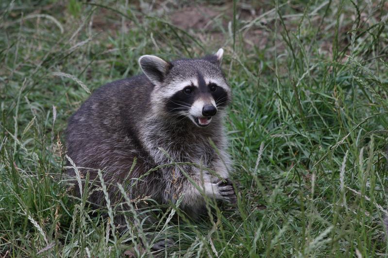 Raccoons and raccoon dogs are non-native species in Europe, being endemic to North America and the Far East, respectively.