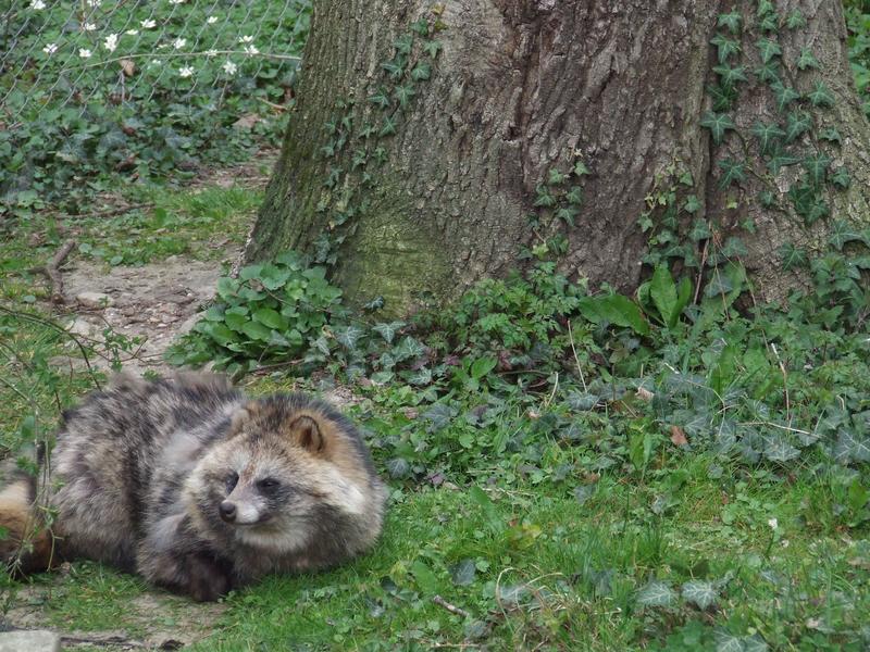 Compared to the racoon, the racoon dogs are more closely related to foxes and thus the more emerging threat as an additional vector.
