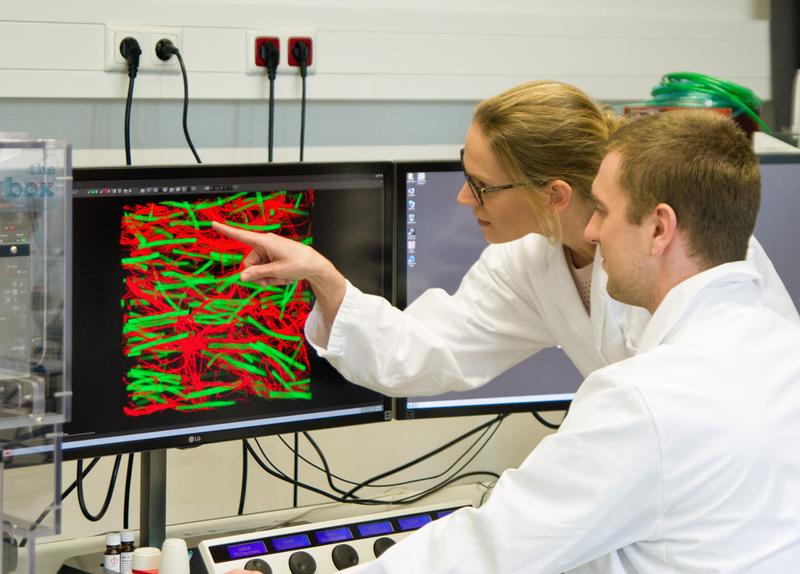 Laura De Laporte und Jonas Rose analysieren anhand einer Mikroskop-Aufnahme gemeinsam die Ausrichtung der Nervenzellen (rot) entlang der Pfade, welche durch Gel-Stäbchen (grün) gebildet werden.