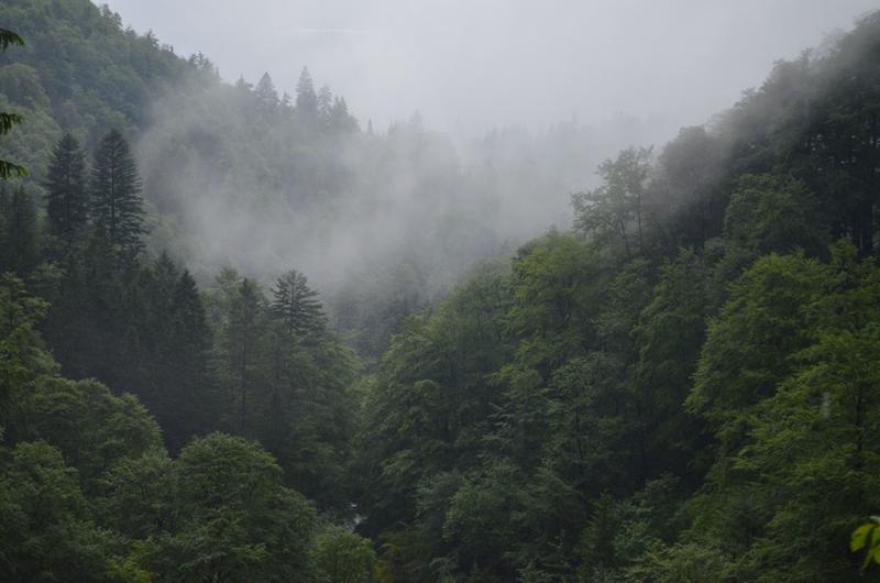 Bergmischwald im Höllental bei Garmisch: Solche gemischte, gestufte und ungleichaltrige Wälder sind das Ziel einer naturnahen Forstwirtschaft. 