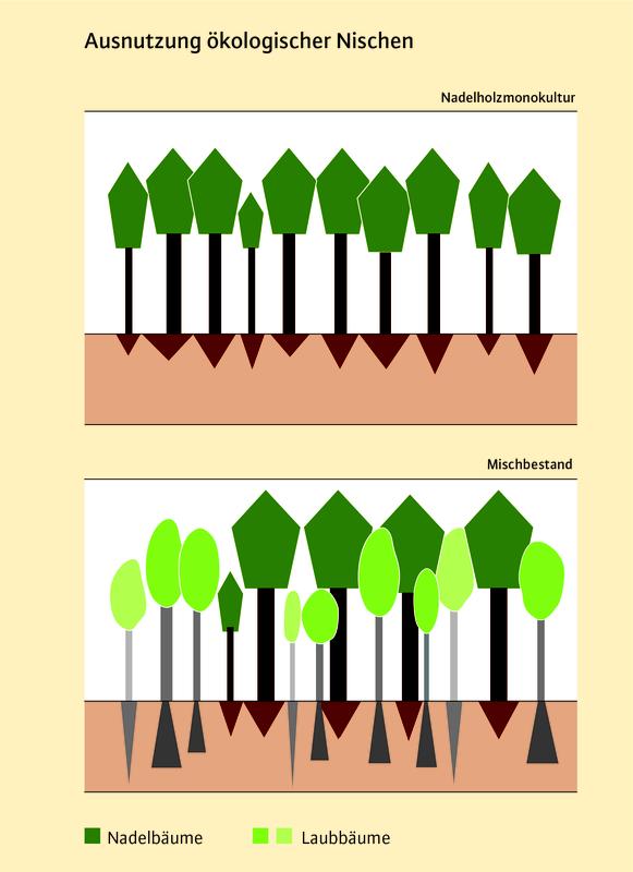 Vergleichende Darstellung einer Nadelholzmonokultur und eines Mischbestandes, aufgebaut aus drei sich ergänzenden Baumarten zur besseren Ausnutzung der ökologischen Nischen (LWF)