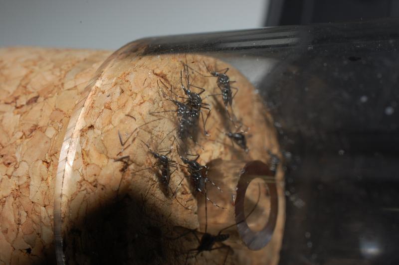 Die Asiatische Tigermücke (Aedes albopictus), hier gefangen in Rovinj (Kroatien), breitet sich im Zuge des Klimawandels weiter aus. 