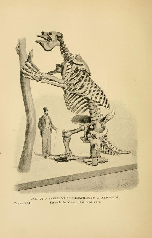 Lebte vor 10.000 Jahren und ernährte sich rein vegetarisch: das Riesenfaultier Megatherium.  