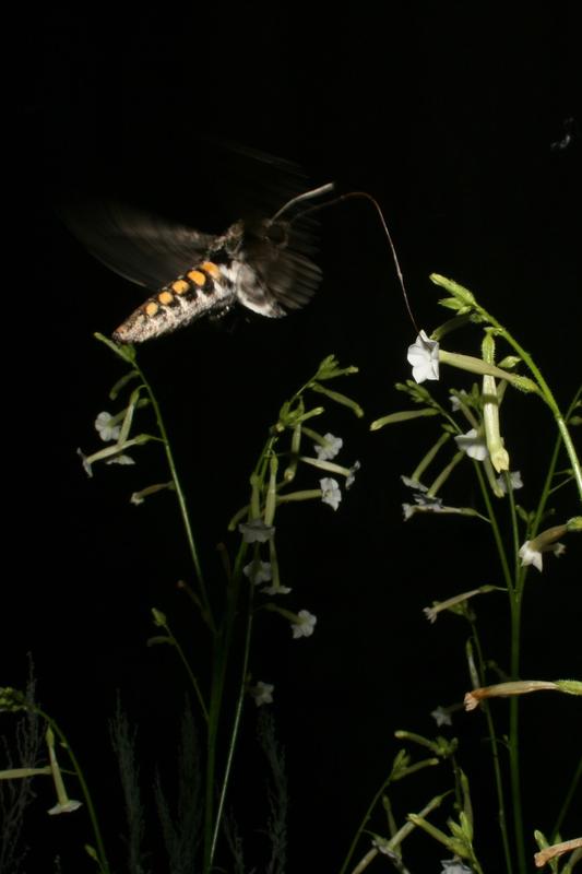 Ein Tabakschwärmer (Manduca sexta) saugt in der Nacht mit seinem Saugrüssel Nektar aus der Blüte des Kojotentabaks Nicotiana attenuata. 