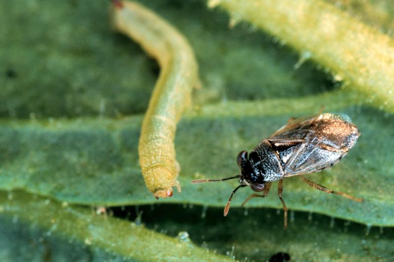 Eine Raubwanze der Gattung Geocoris greift eine frisch geschlüpfte Tabakschwärmerraupe an. 
